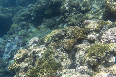 Mısır 'daki Sharm El Sheik mercan resifinin fotoğrafı