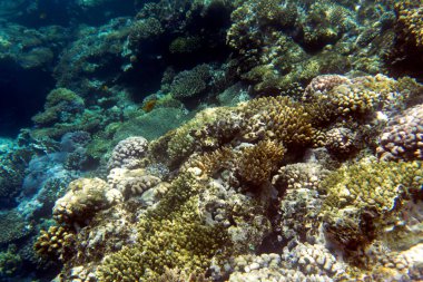 Mısır 'daki Sharm El Sheik mercan resifinin fotoğrafı