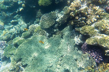 Mısır 'daki Sharm El Sheik mercan resifinin fotoğrafı