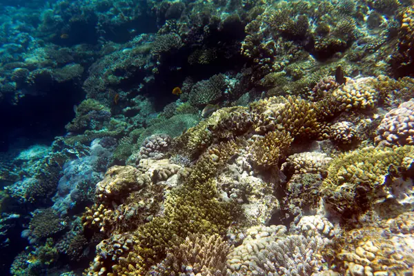 Mısır 'daki Sharm El Sheik mercan resifinin fotoğrafı