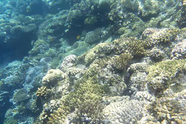 Mısır 'daki Sharm El Sheik mercan resifinin fotoğrafı