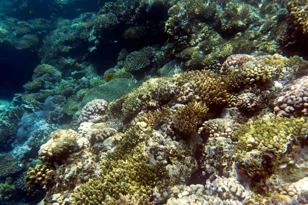 Mısır 'daki Sharm El Sheik mercan resifinin fotoğrafı