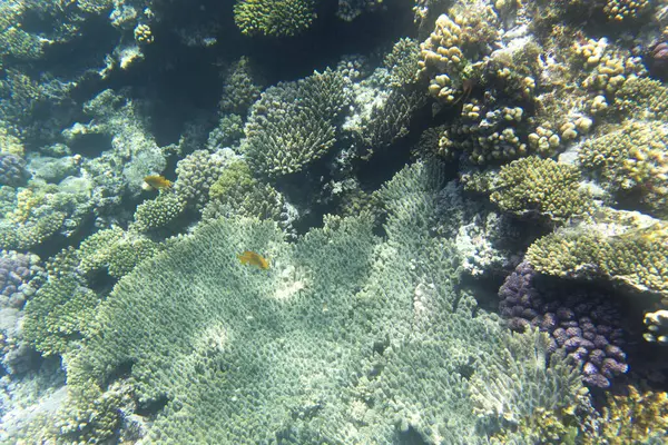 Mısır 'daki Sharm El Sheik mercan resifinin fotoğrafı