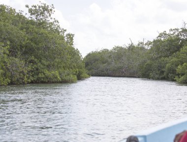 Meksika 'daki mangrovların güzel bir fotoğrafı.