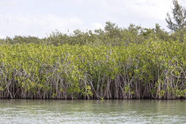 Meksika 'daki mangrovların güzel bir fotoğrafı.