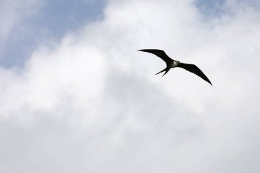 Meksika 'nın gökyüzünde uçan Frigatebird manzarası