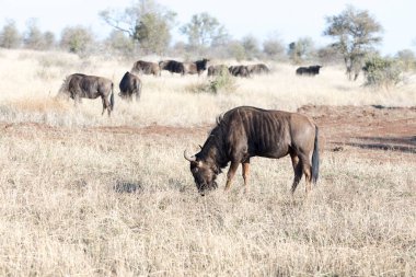 Güney Afrika 'daki mavi antilopların fotoğrafı.
