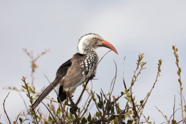 Güney Afrika 'nın kuzey kırmızı gagalı boynuz gagalı manzarası