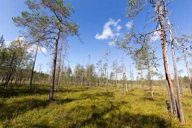 Finlandiya 'daki göl manzarasının fotoğrafı