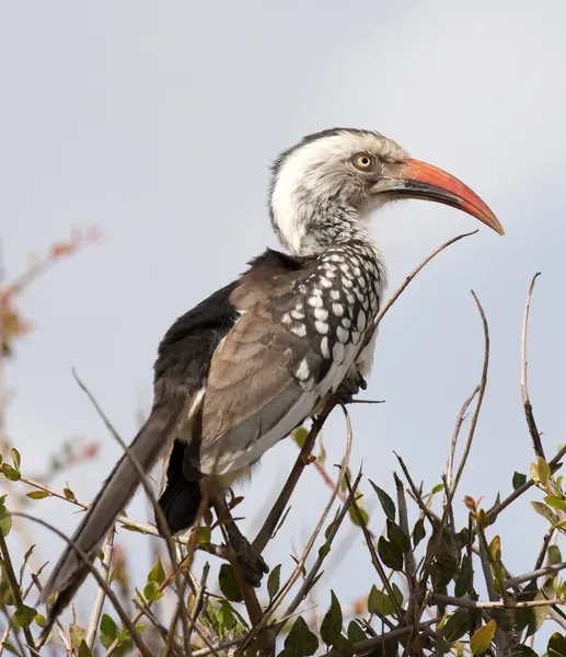 Güney Afrika 'nın kuzey kırmızı gagalı boynuz gagalı manzarası