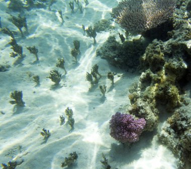 New Caledonia 'daki resif gölünün fotoğrafı.