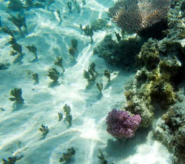 New Caledonia 'daki resif gölünün fotoğrafı.