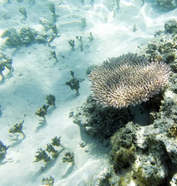 New Caledonia 'daki resif gölünün fotoğrafı.