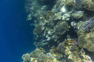 Sharm El Sheik, Mısır 'daki mercan resifinin fotoğrafı
