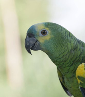 İtalya 'da mavi cepheli Amazon' un yakın fotoğrafı