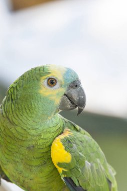 İtalya 'da mavi cepheli Amazon' un yakın fotoğrafı