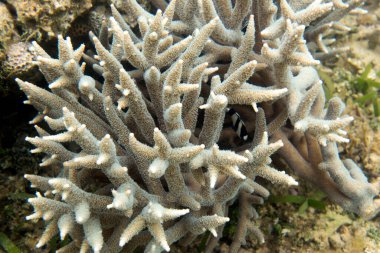 Yeni Kaledonya 'daki mercan resifinin fotoğrafı