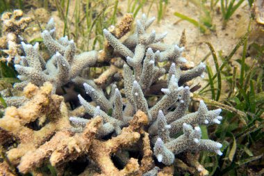 Yeni Kaledonya 'daki mercan resifinin fotoğrafı