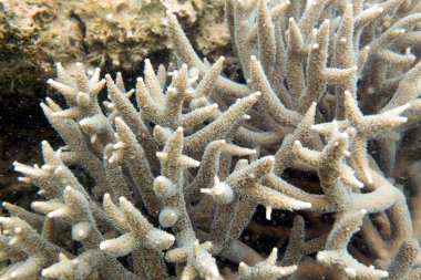 Yeni Kaledonya 'daki mercan resifinin fotoğrafı