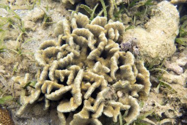 Yeni Kaledonya 'daki mercan resifinin fotoğrafı