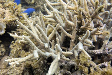 Yeni Kaledonya 'daki mercan resifinin fotoğrafı