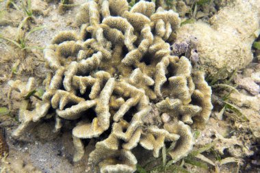 Yeni Kaledonya 'daki mercan resifinin fotoğrafı