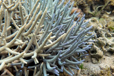 Yeni Kaledonya 'daki mercan resifinin fotoğrafı