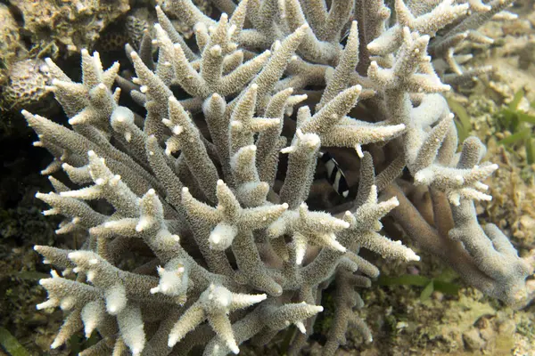 Yeni Kaledonya 'daki mercan resifinin fotoğrafı