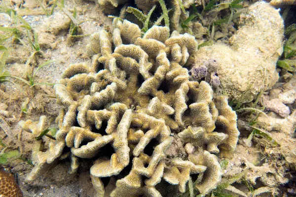 Yeni Kaledonya 'daki mercan resifinin fotoğrafı