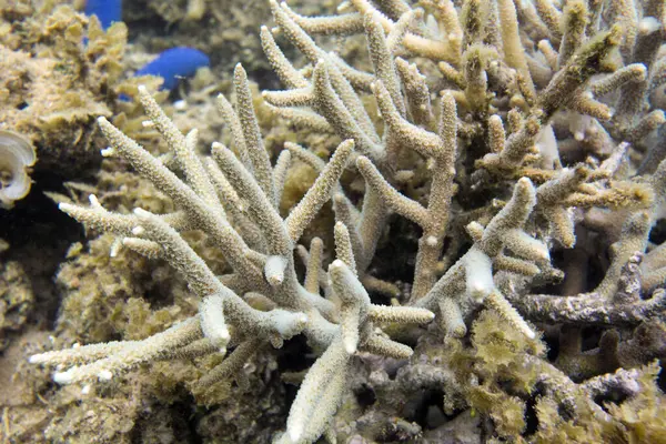 Yeni Kaledonya 'daki mercan resifinin fotoğrafı