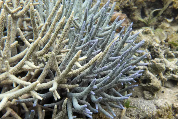 Yeni Kaledonya 'daki mercan resifinin fotoğrafı