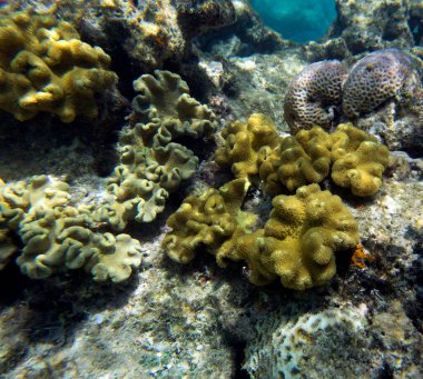 Yeni Kaledonya 'da mercan resifi manzarası