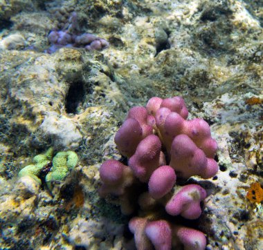 Yeni Kaledonya 'da mercan resifi manzarası