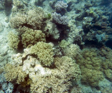 Yeni Kaledonya 'da mercan resifi manzarası