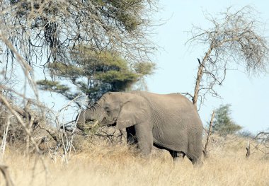 Güney Afrika 'daki fil Afrikalıların yakın bir fotoğrafı.