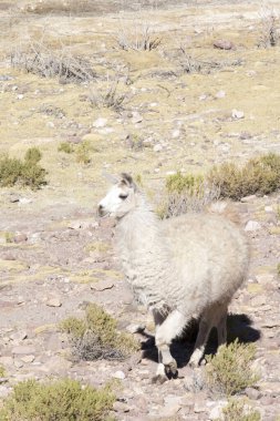 Bolivya 'da bir lama fotoğrafı.