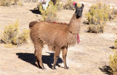 Bolivya 'da bir lama fotoğrafı.
