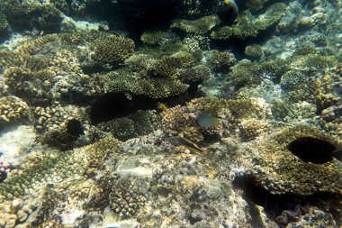 Sharm El Sheik, Mısır 'daki mercan resifinin fotoğrafı