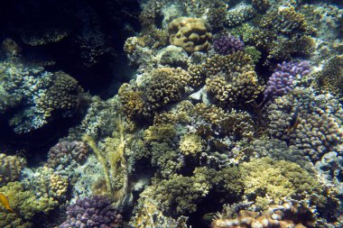 Sharm El Sheik, Mısır 'daki mercan resifinin fotoğrafı
