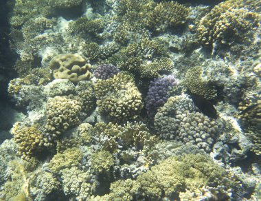 Sharm El Sheik, Mısır 'daki mercan resifinin fotoğrafı