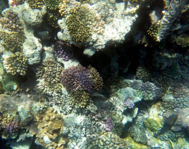 Sharm El Sheik, Mısır 'daki mercan resifinin fotoğrafı