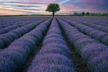 Yunanistan 'daki lavanta tarlası gün batımında