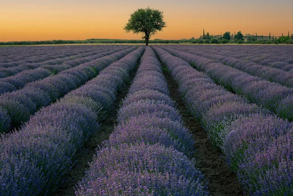 Lavender Field Northern Greece Sunset — Stock Photo, Image