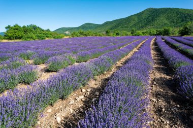 Yunanistan 'ın kuzeyindeki lavanta tarlası