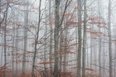 Yunanistan 'ın kuzeybatısındaki Vitsi Dağı' nda sonbaharda sisli orman manzarası
