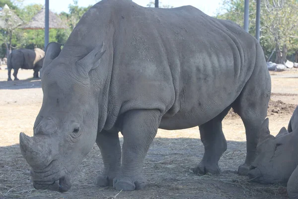 Rhinocéros Blanc Est Mammifère Faune Dans Jardin — Photo