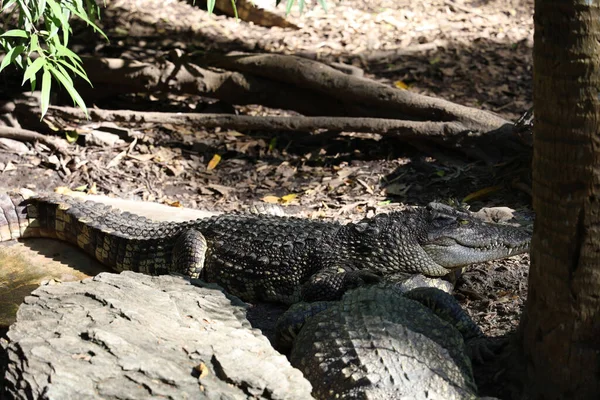 Zavřít Hlavu Krokodýl Odpočinek Zahradě — Stock fotografie