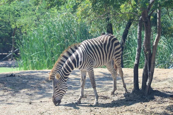 Zebra Burchell Fazenda Tailândia — Fotografia de Stock