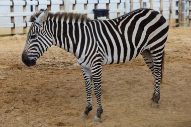 Tayland 'daki çiftlikteki Burchell Zebra