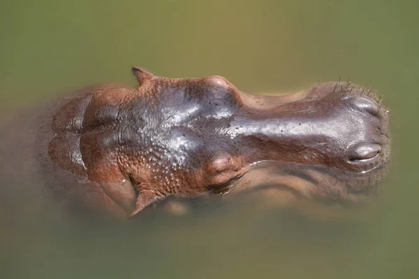 Zamknij Głowę Hipopotamie Rzece — Zdjęcie stockowe